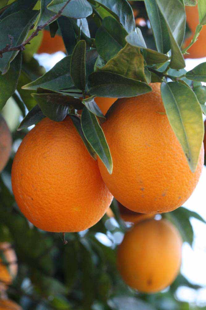              Fruit (Riverside, CA)       